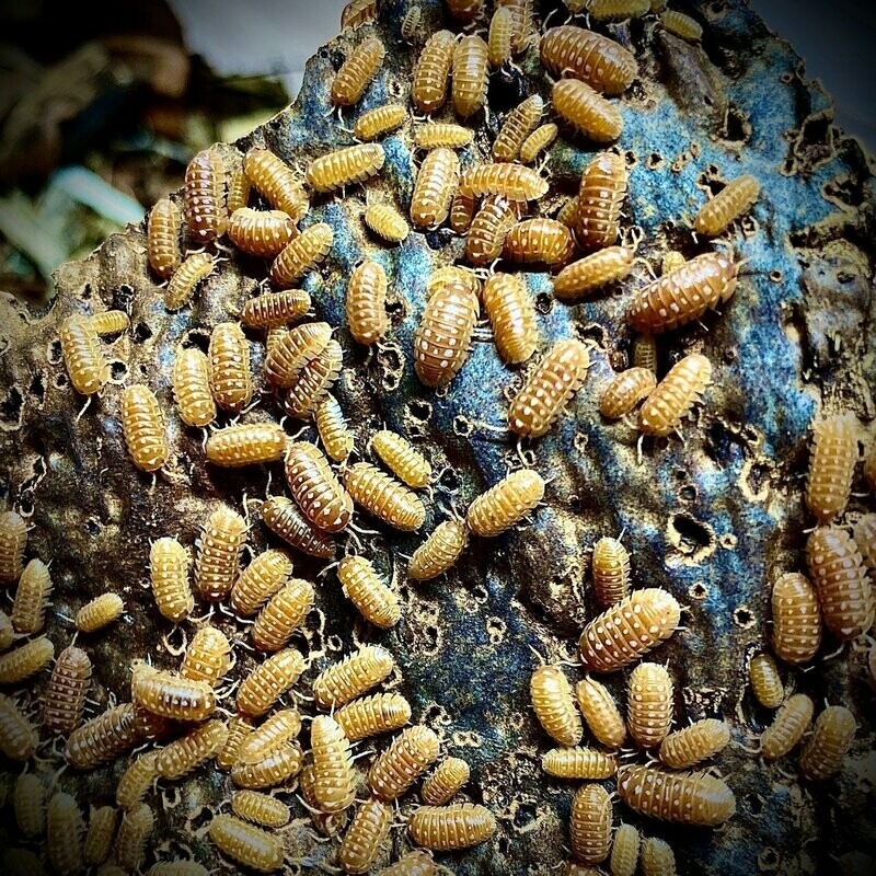 Armadillidium werneri 'Orange'