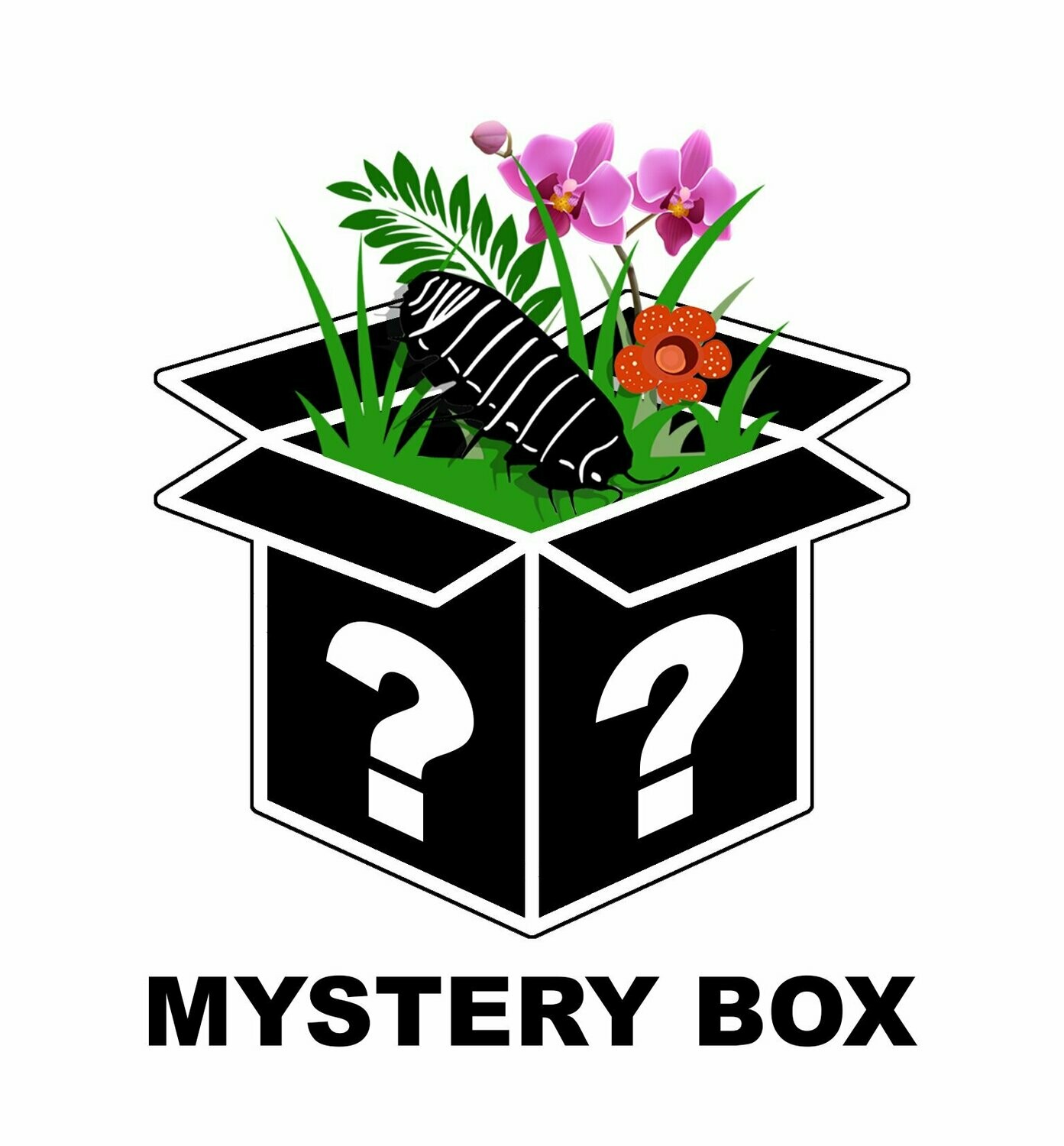 ISOPOD MYSTERY BOXES, ISOPOD MYSTERY BOX: £10