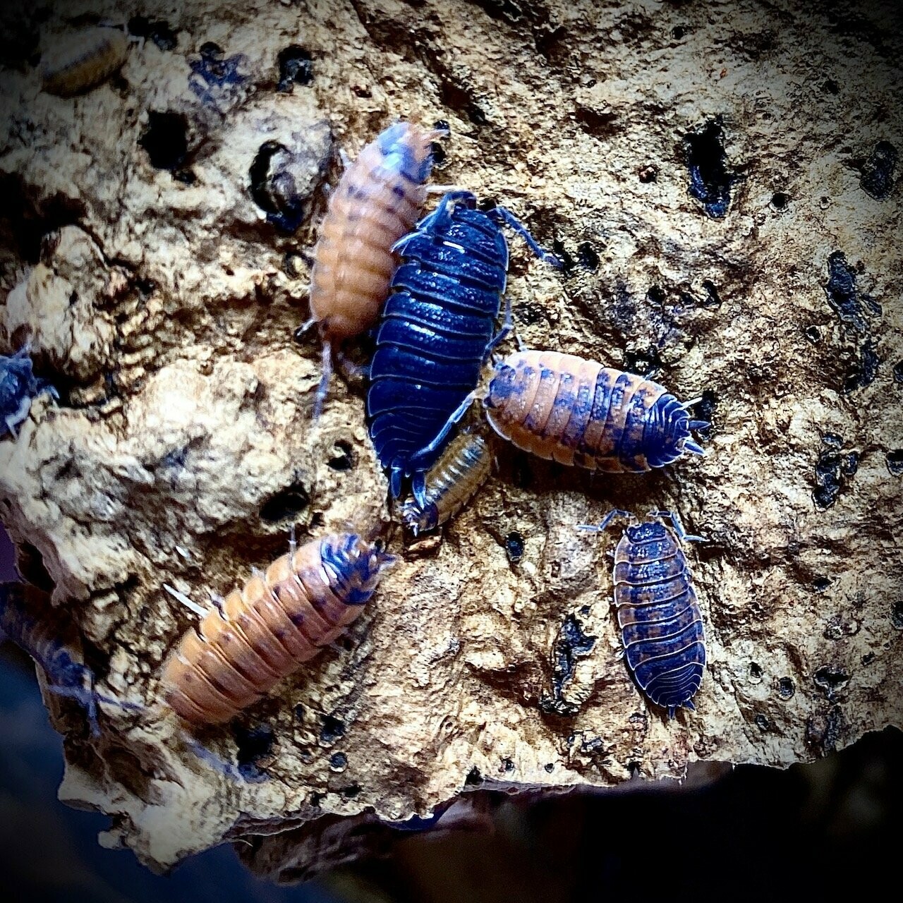 Porcellio Scaber 'Lava'