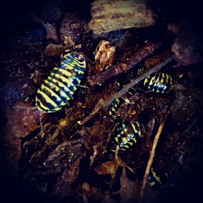 Armadillidium maculatum 'Yellow'