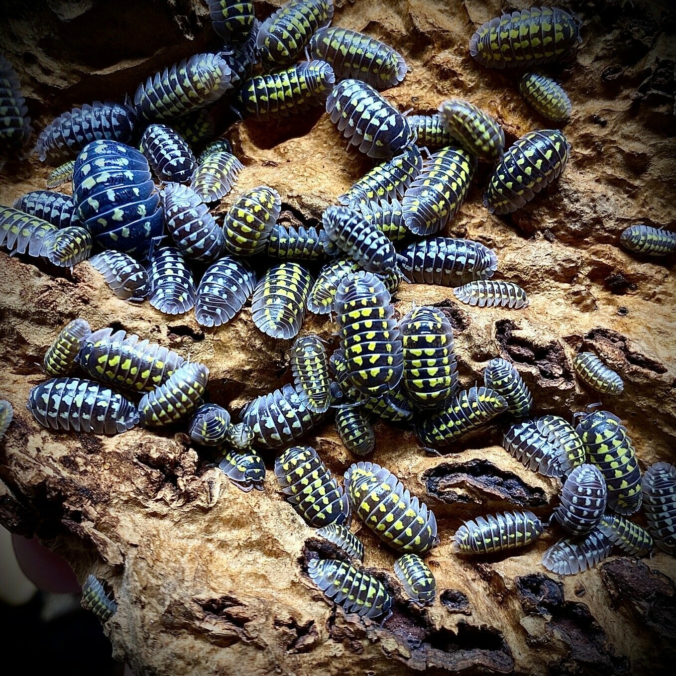 Armadillidium gestroi