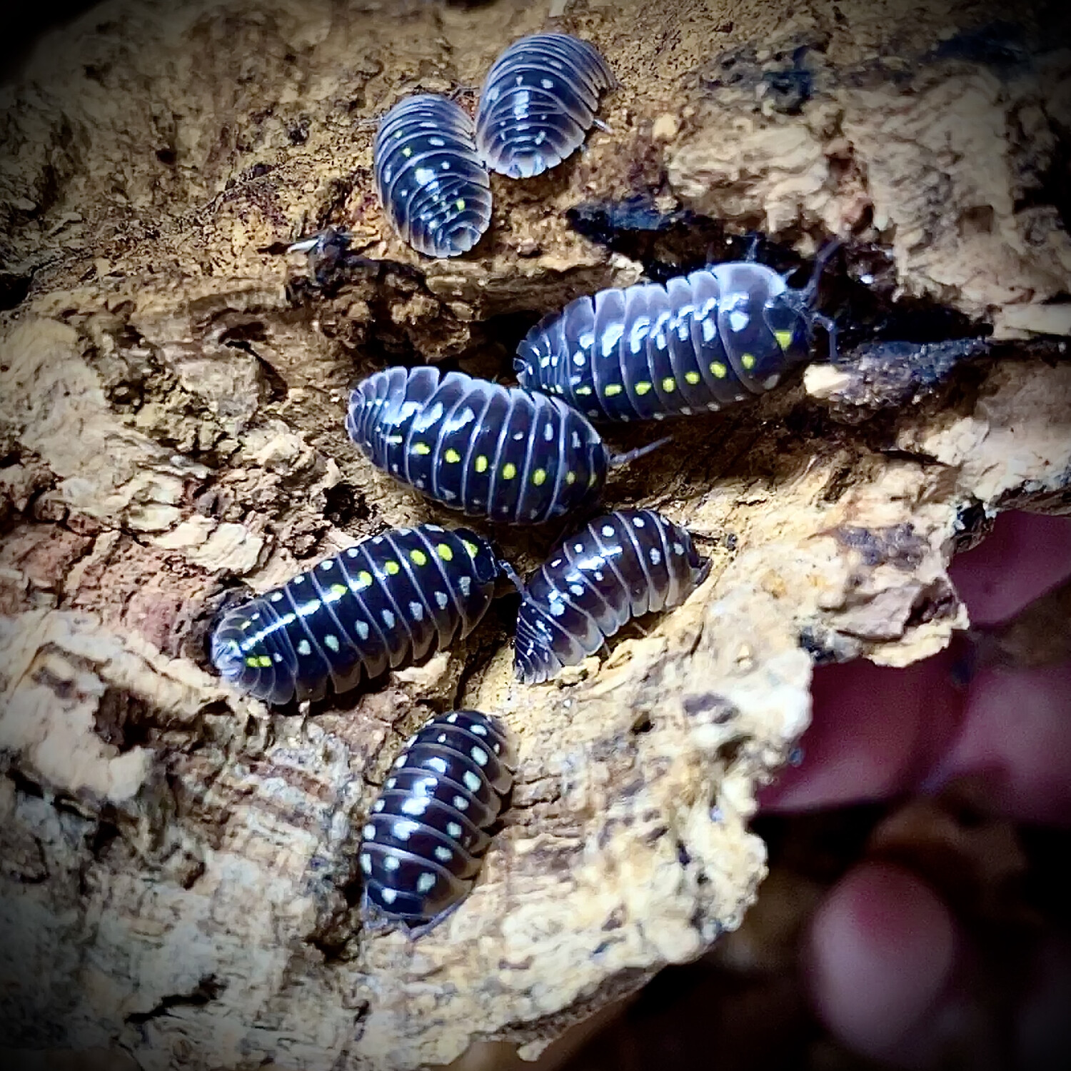 Armadillidium klugii 'Pudding'