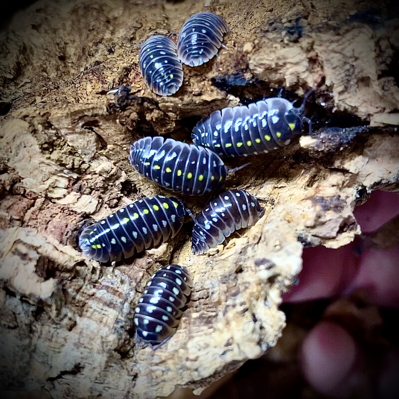 Armadillidium klugii 'Pudding'