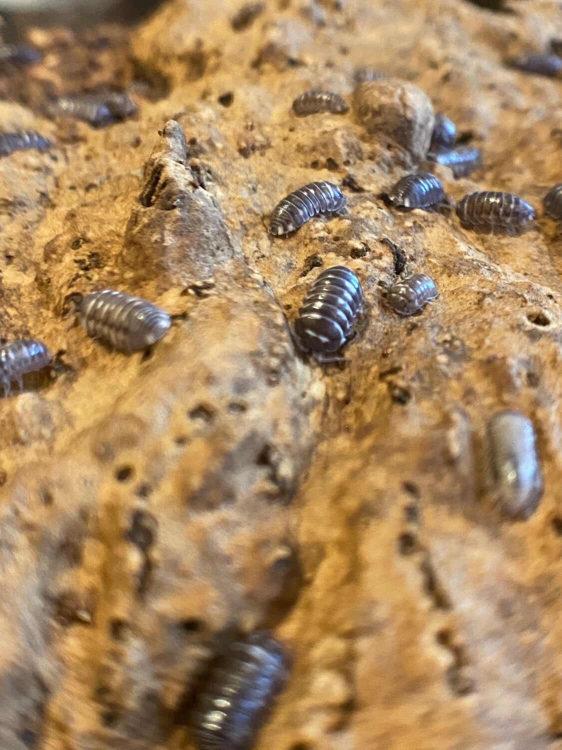 Armadillidium Corcyraem