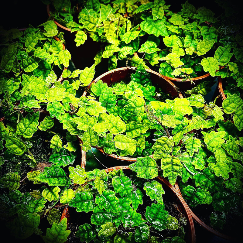 Oak Leaf Creeping Fig (Ficus thunbergii / var. quercifolia)