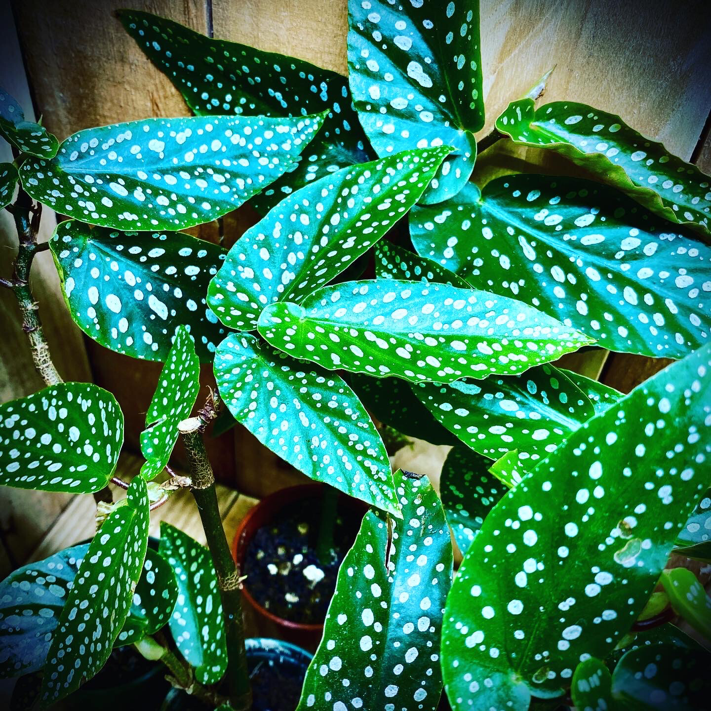 Polka Dot Plant (Begonia maculata)