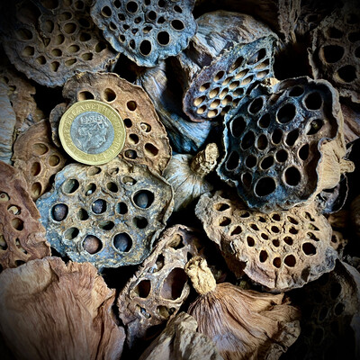 Lotus Seed Pods (Small)