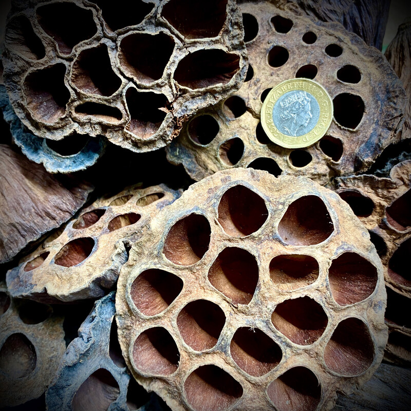 Lotus Seed Pods (Large)