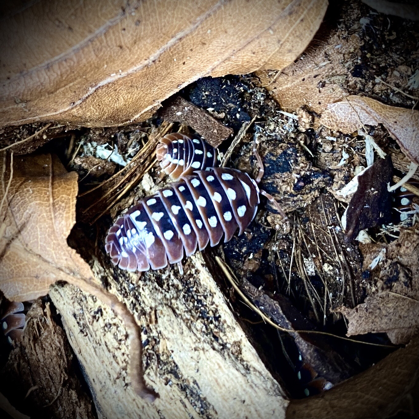 Armadillidium klugi ‘Dubrovnik’, Armadillidium klugi 'Dubrovnik’: x10