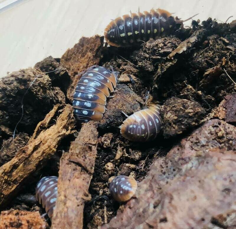 Armadillidium klugi 'montenegro' AKA Clowns
