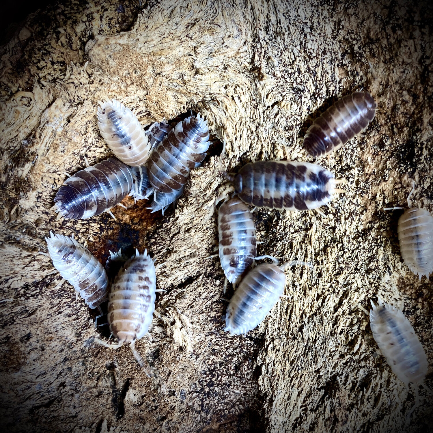 Porcellio laevis 'Milkback'