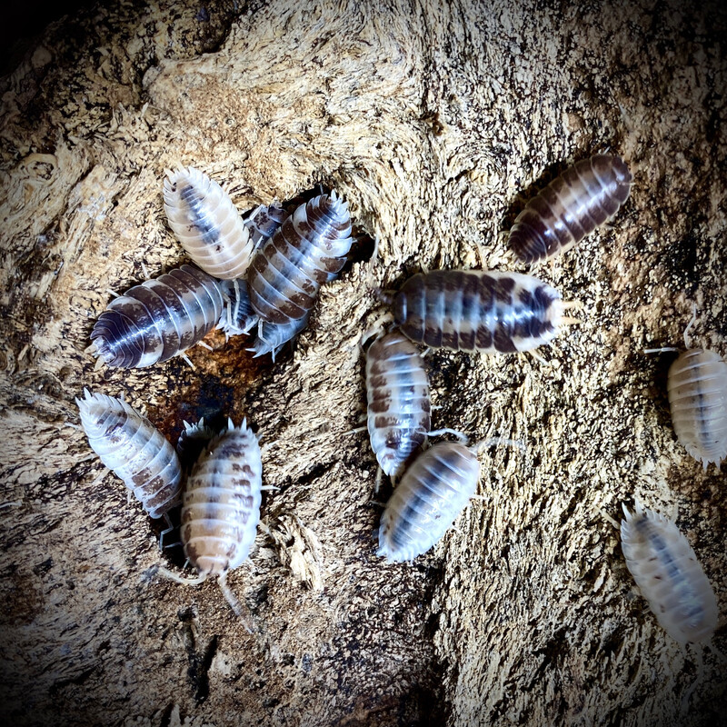 Porcellio laevis 'Milkback'