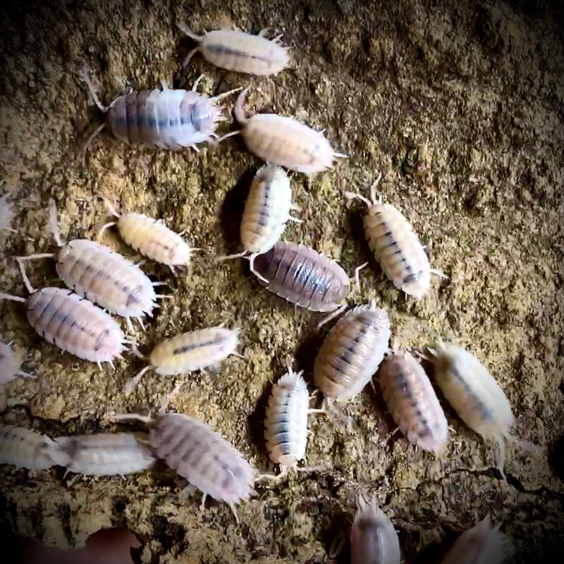 Porcellio Scaber 'Ghost'