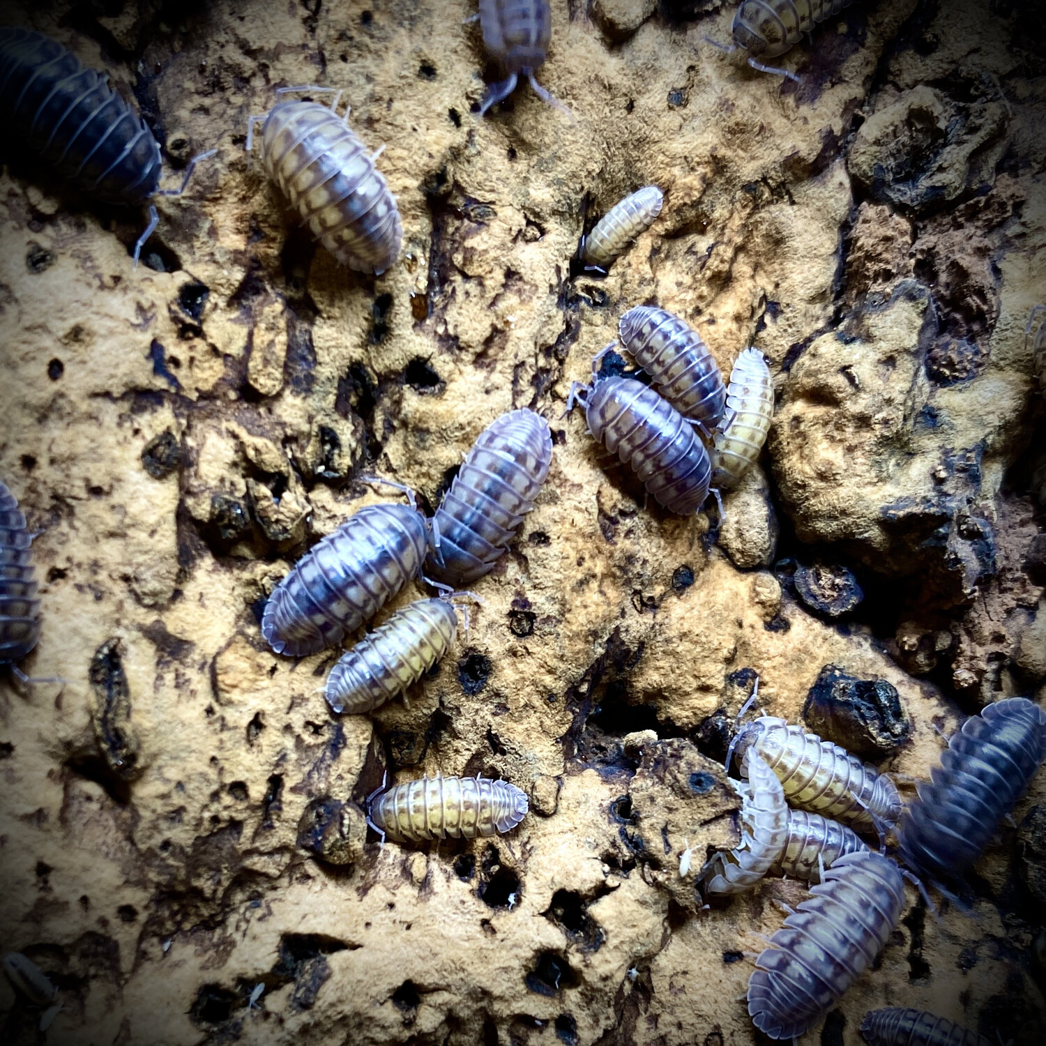 Armadillidium nasatum