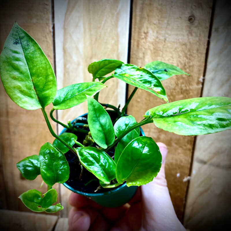 Epipremnum Pinnatum (dwarf Form)