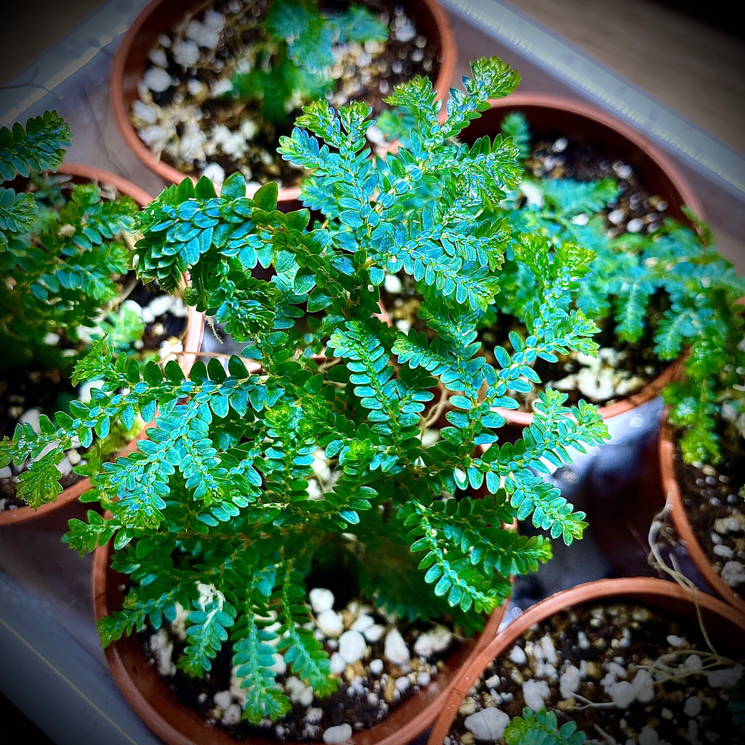 Peacock Spike Moss (Selaginella uncinata)