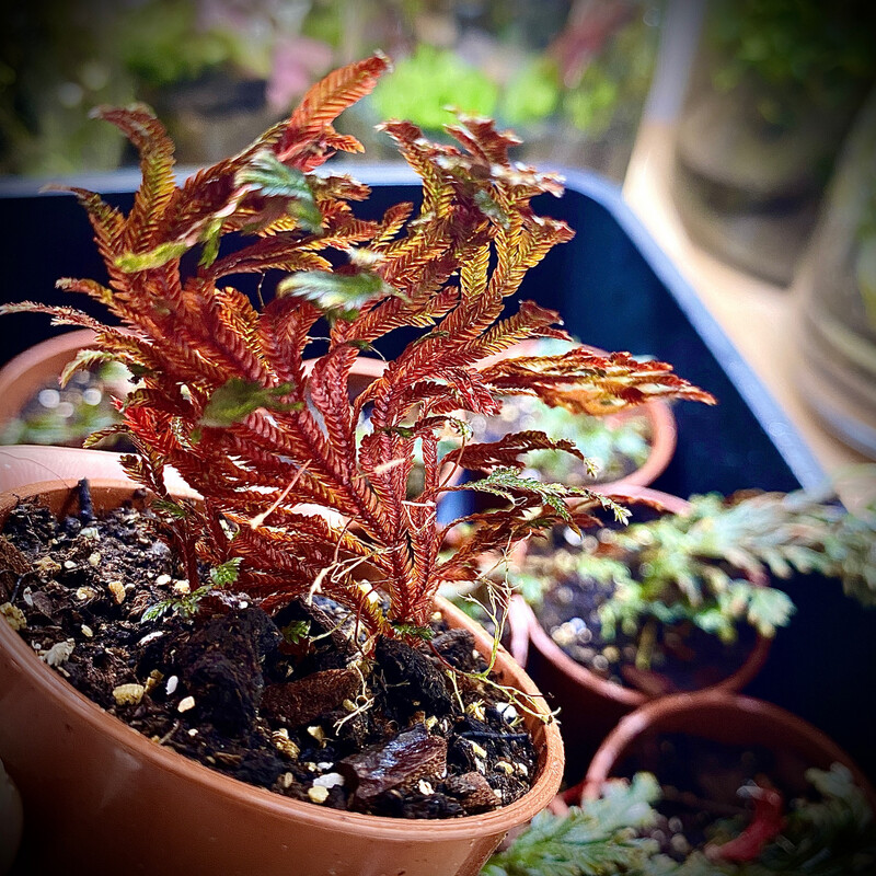 Tropical Red Spike Moss (Selaginella erythropus)