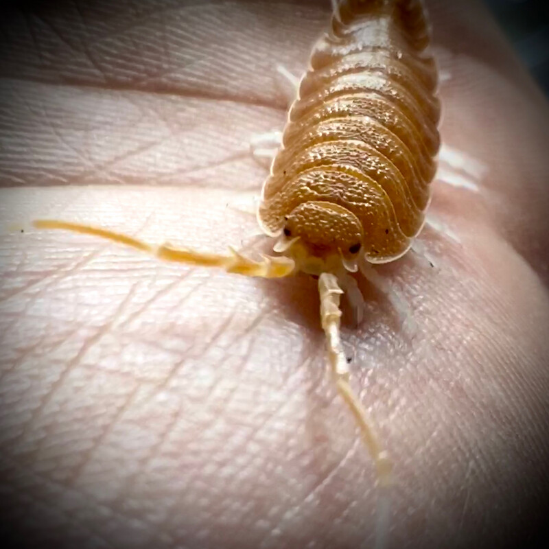 Porcellio magnificus