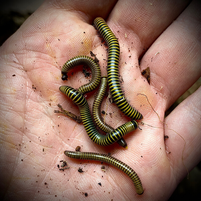 Bumblebee Millipede (Anadenobolus monilicornis)