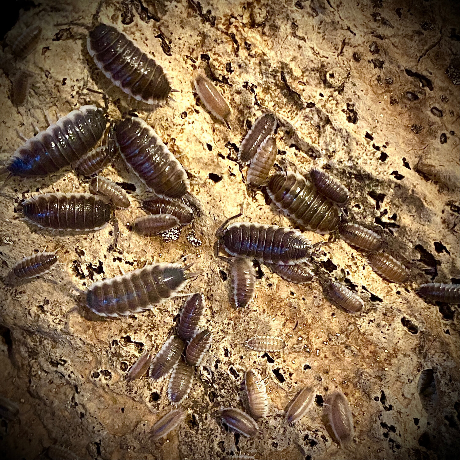 Porcellio sevilla