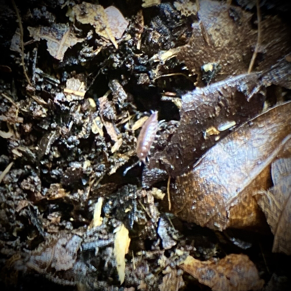 Trichoniscidae sp 'Dwarf  purple'