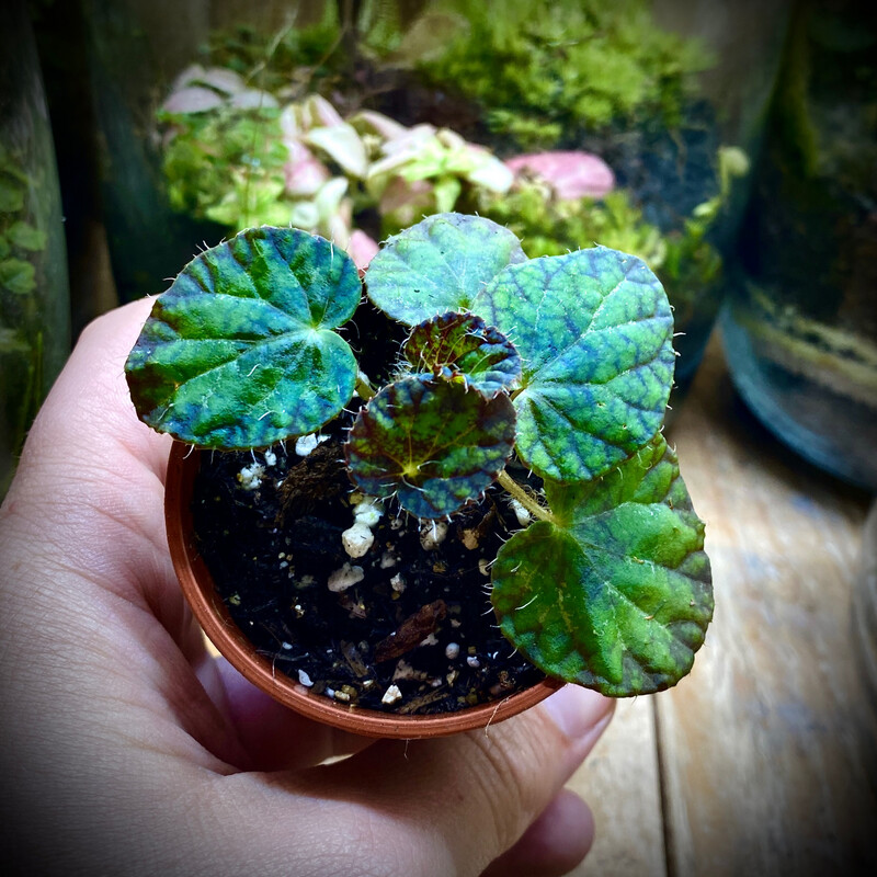 Iridescent Blue Begonia (Begonia sizemoreae)