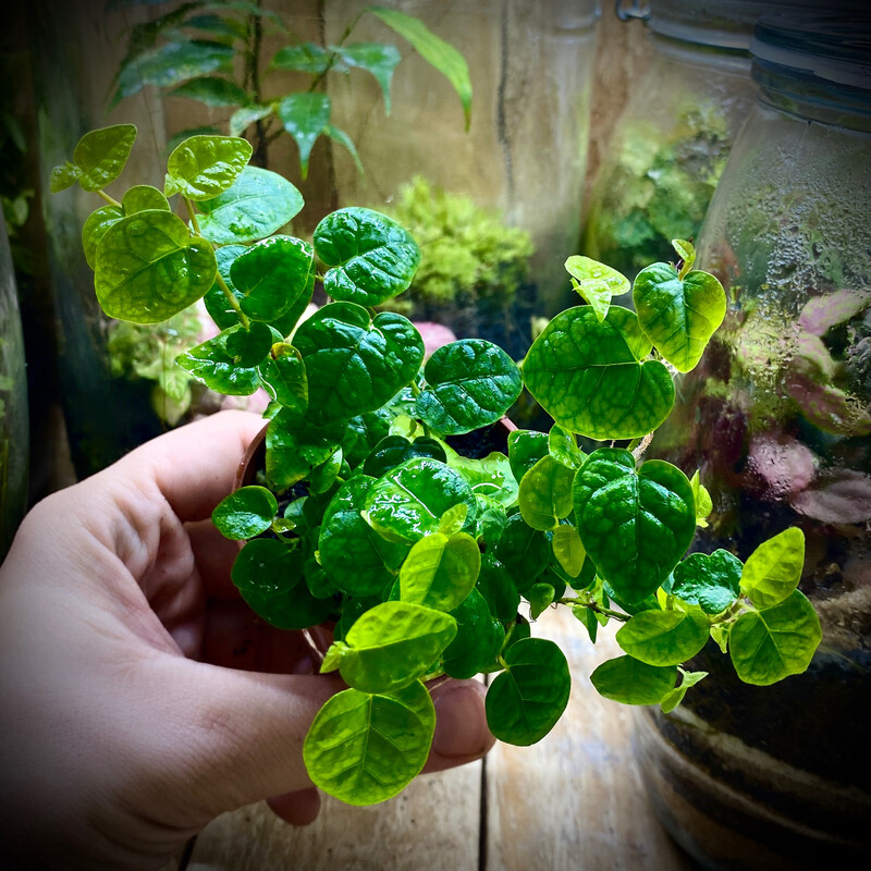 Ficus pumila
