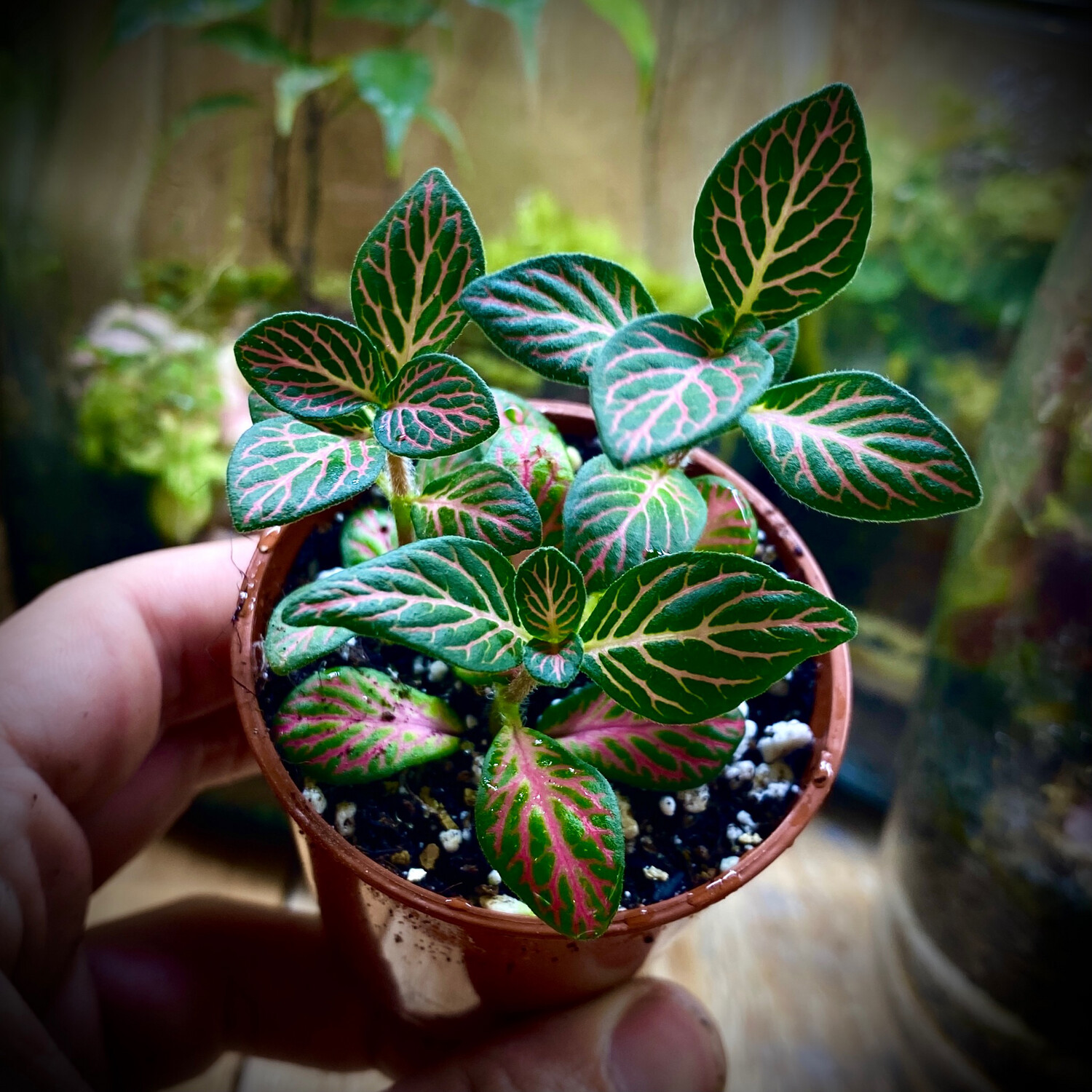 Nerve Plant - PINK (fittonia albivenis)