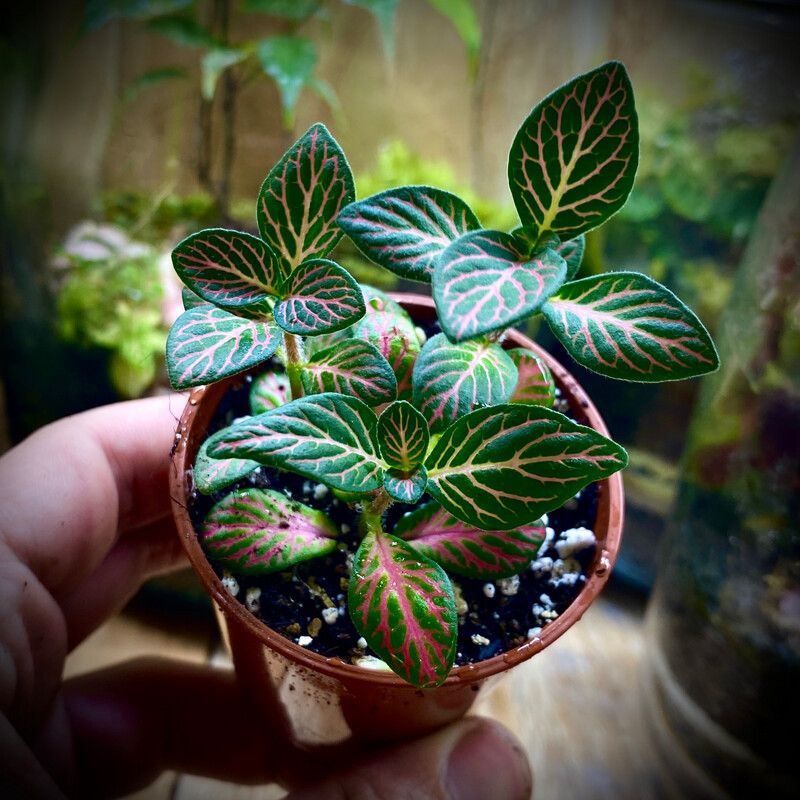 Nerve Plant - PINK (fittonia albivenis)