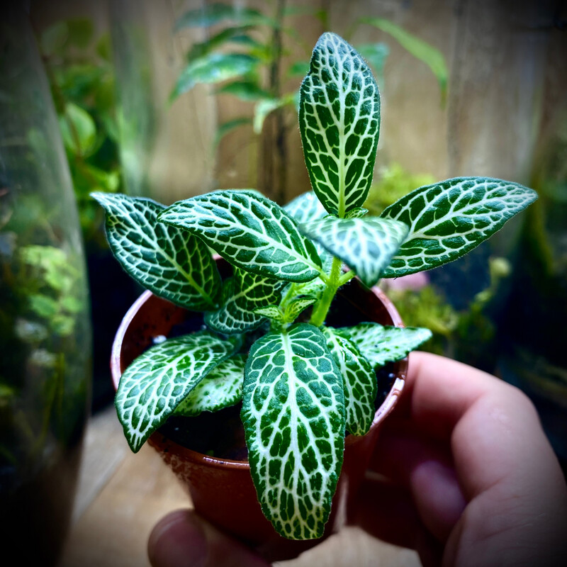 Nerve Plant - GREEN (fittonia albivenis)