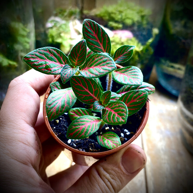 Nerve Plant - RED (fittonia albivenis)