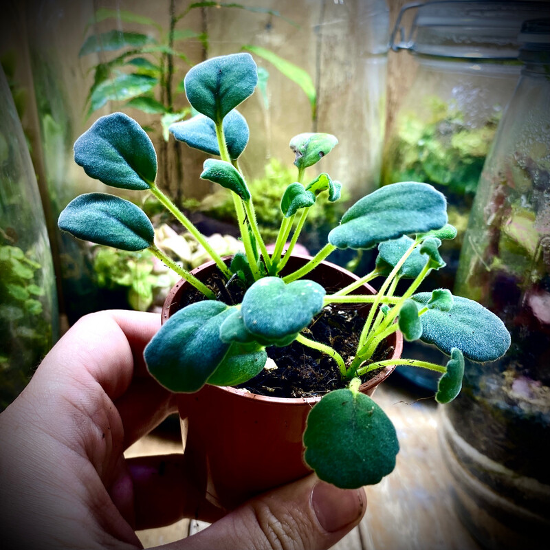 Creeping Lace Vine (Episcia dianthiflora)