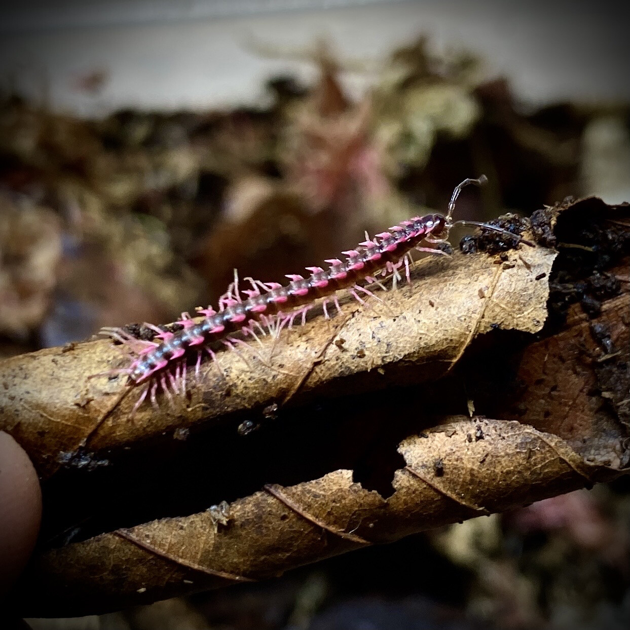 Pink Dragon Millipede  (Desmoxytes planata) CB