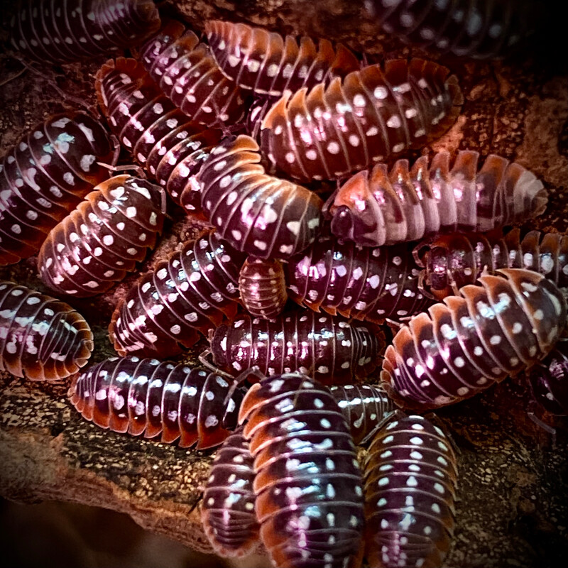 Armadillidium klugi ‘Slano’