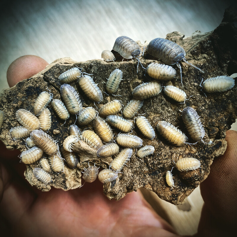 Armadillidium Pallasi