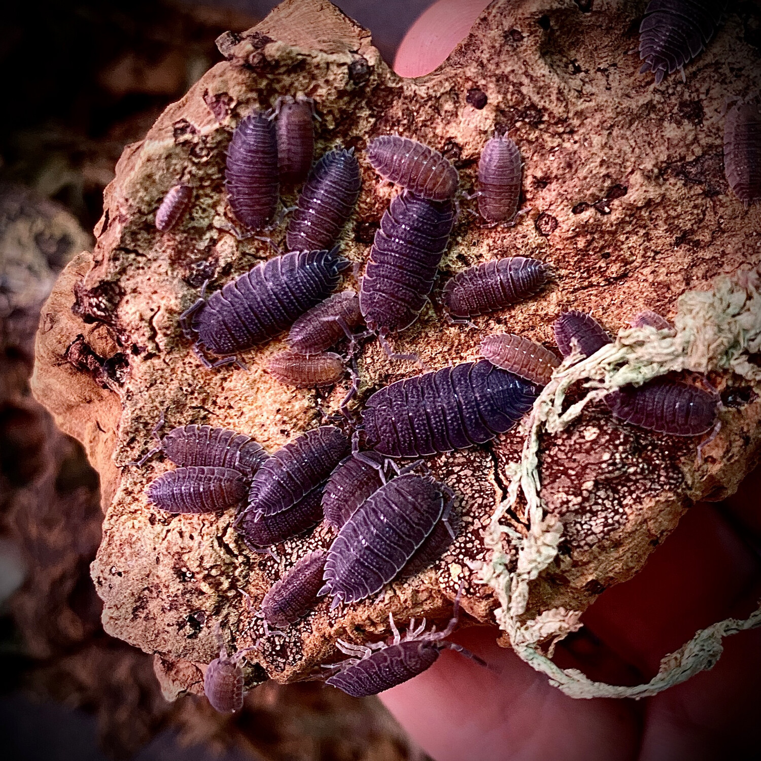 Porcellio echinatus