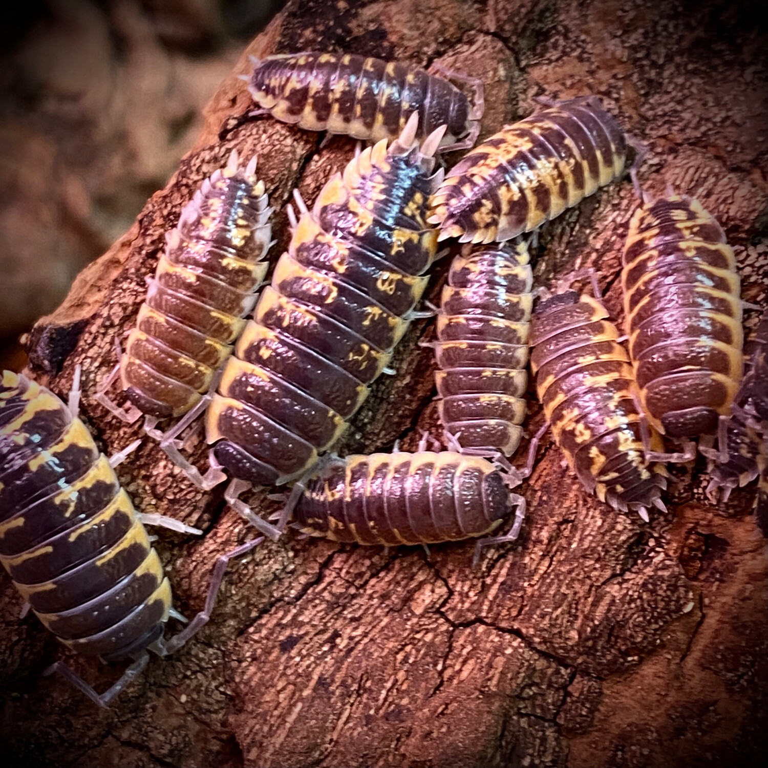 Porcellio Ornatus