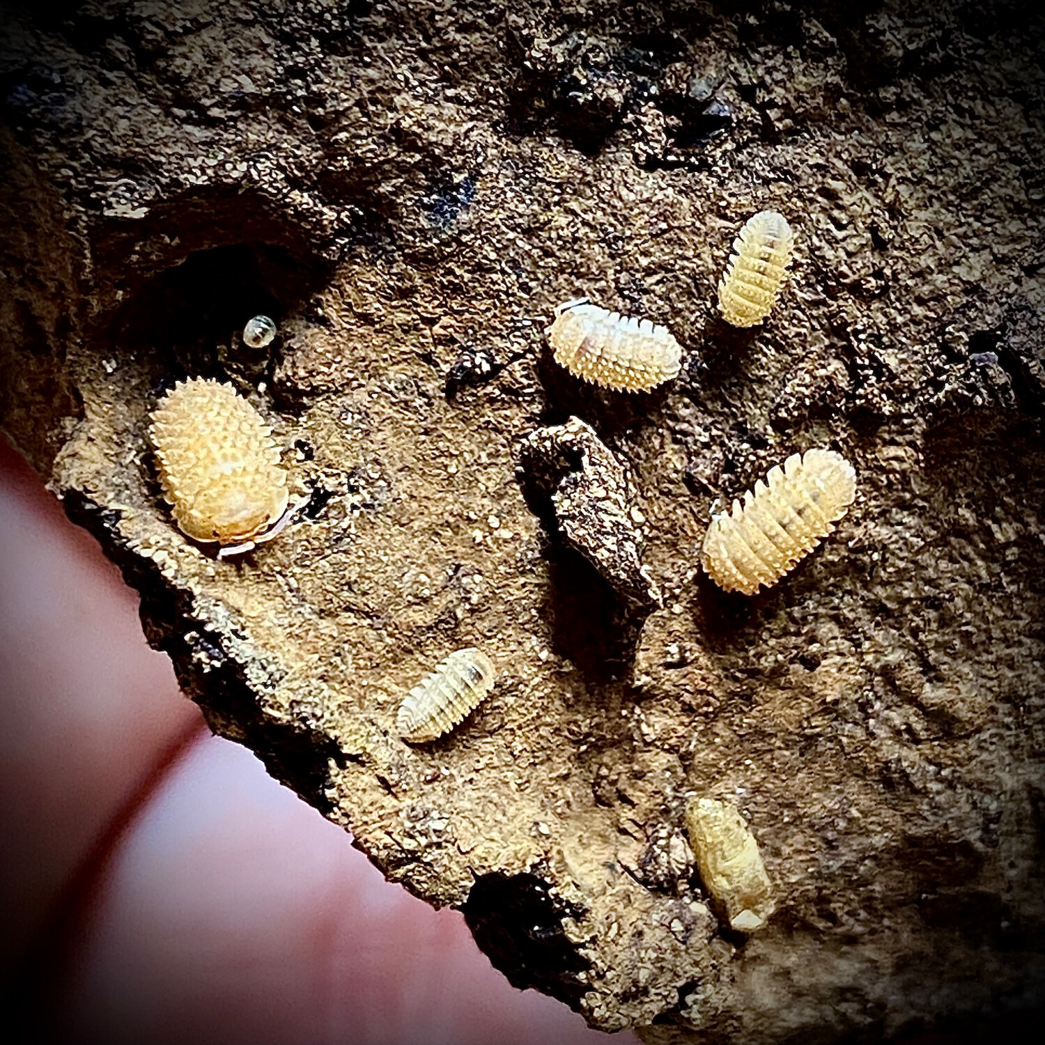 Cristarmadillidium Muricatum