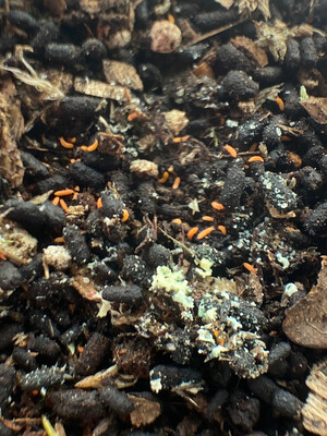Orange Springtail Starter culture (Bilobella braunerae)
