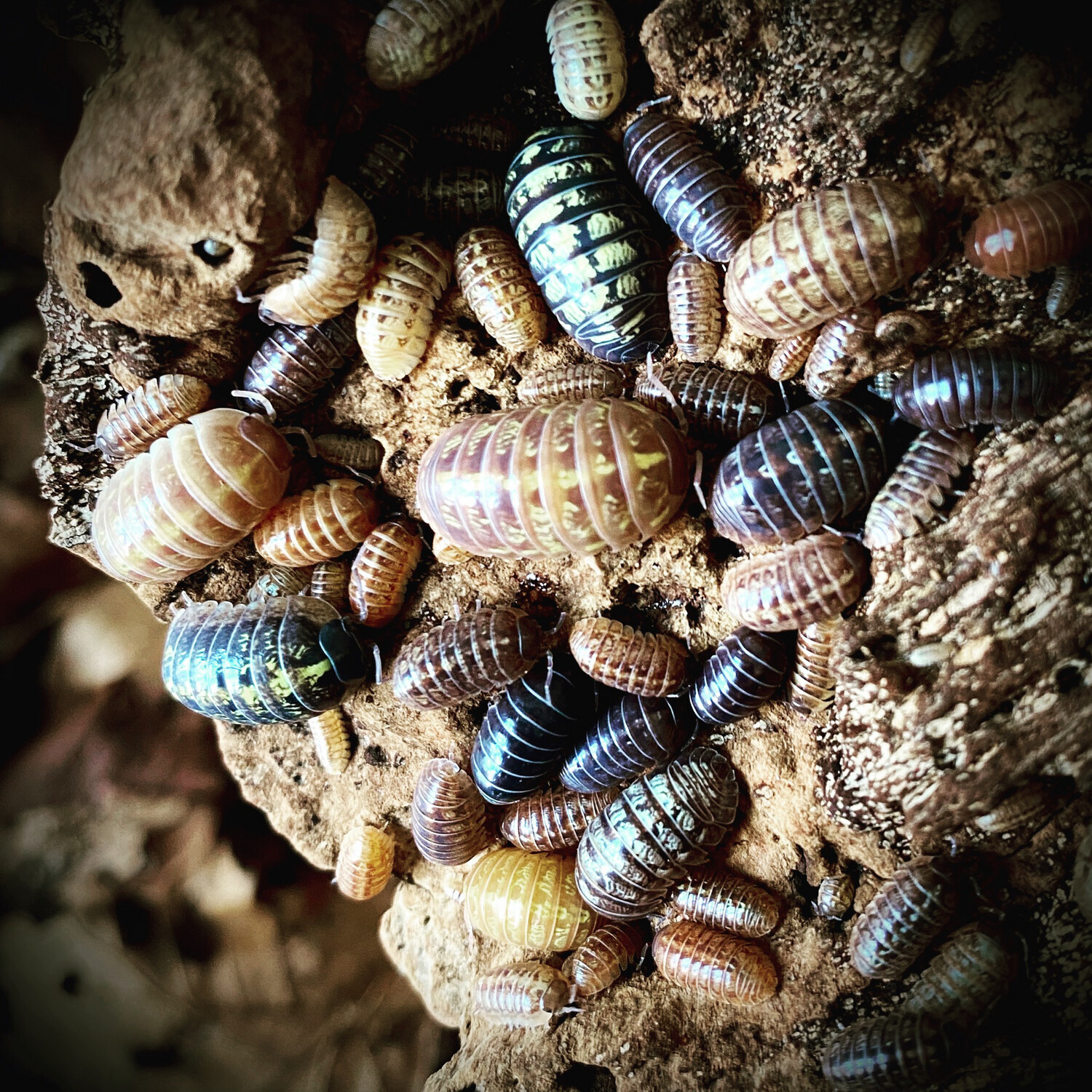 Armadillidium  Vulgare 'Gem Mix'