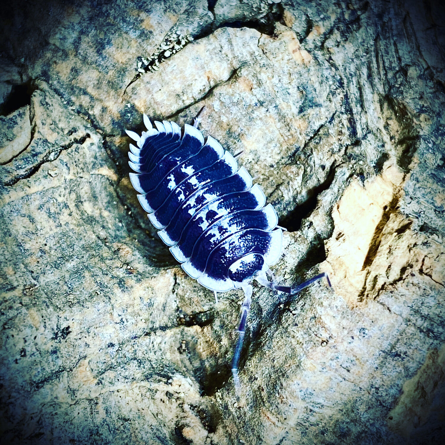 Porcellio flavormarginatus