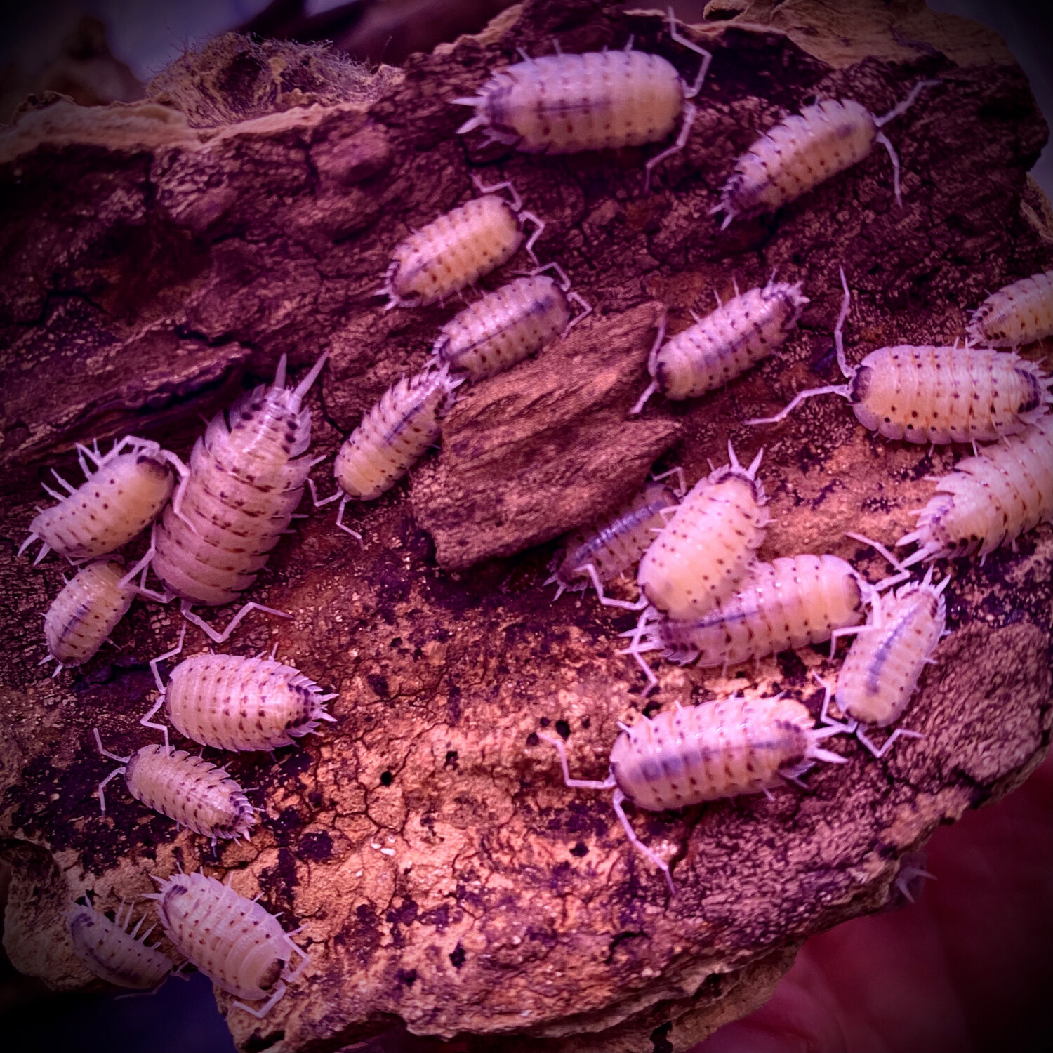 Porcellio violaceus 'Rubivan'