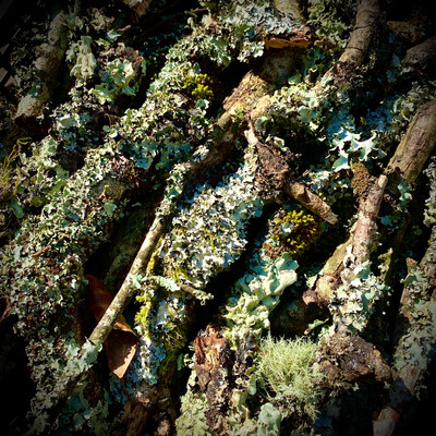 Lichen Sticks