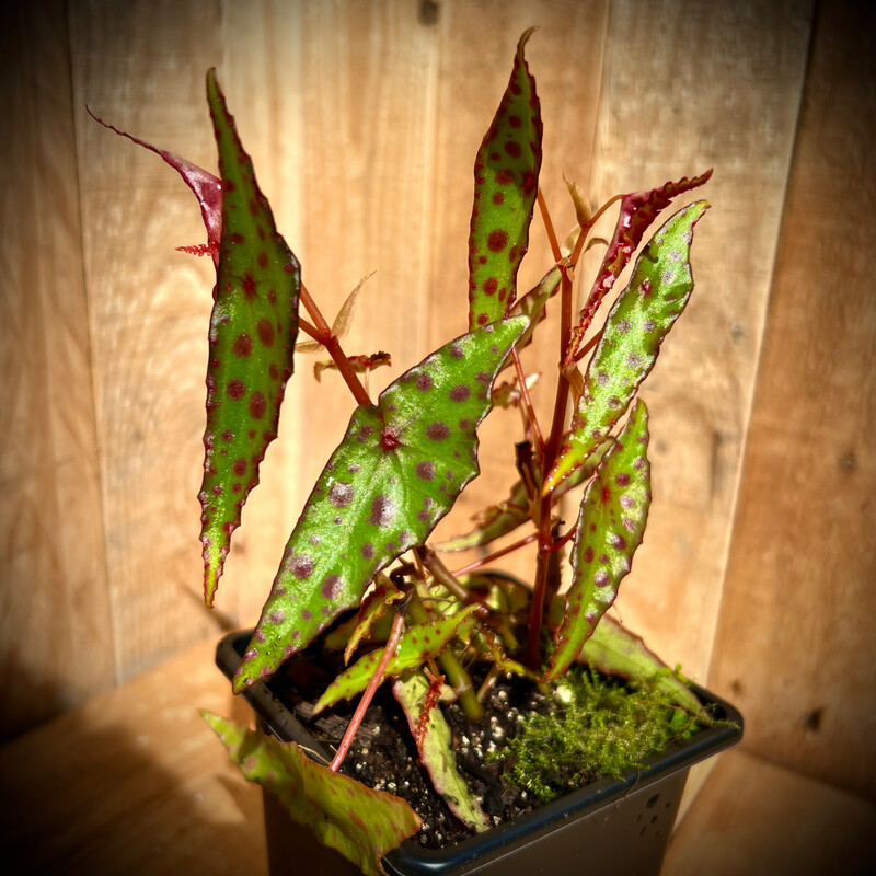 Begonia amphioxus