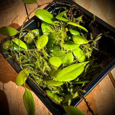 Green Penny Fern (Lemmaphyllum microphyllum)