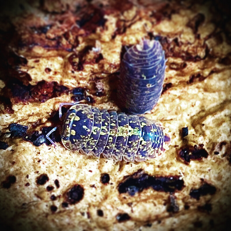 Merulanella sp 'Starsky'