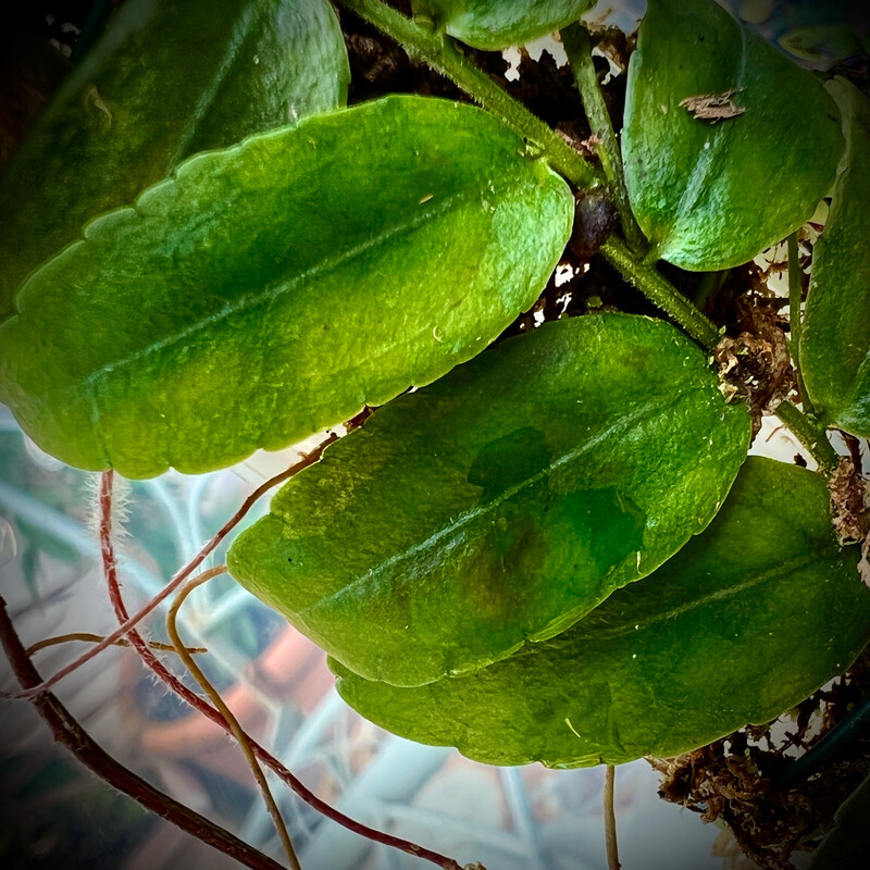 Marcgravia calcicola