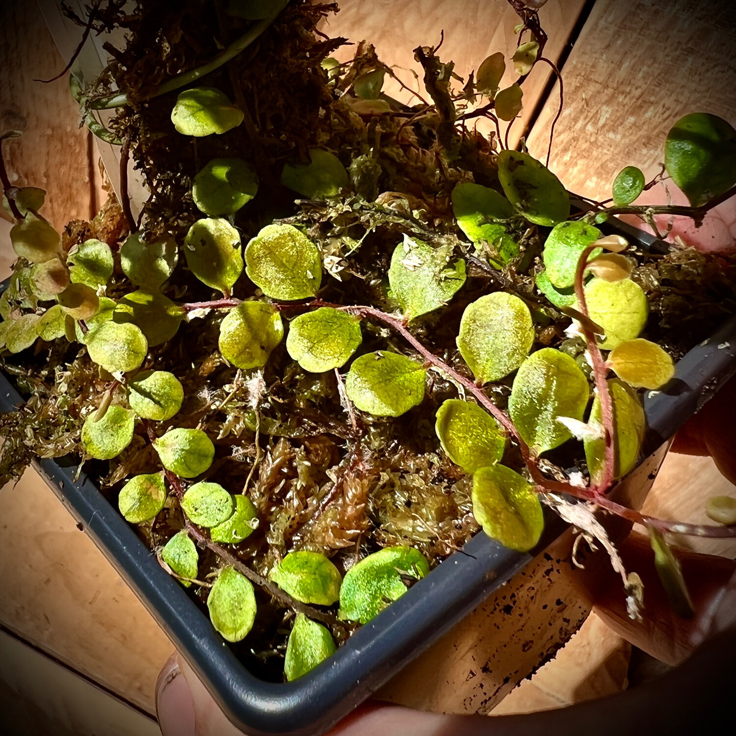 Marcgravia sp 'Small Round'
