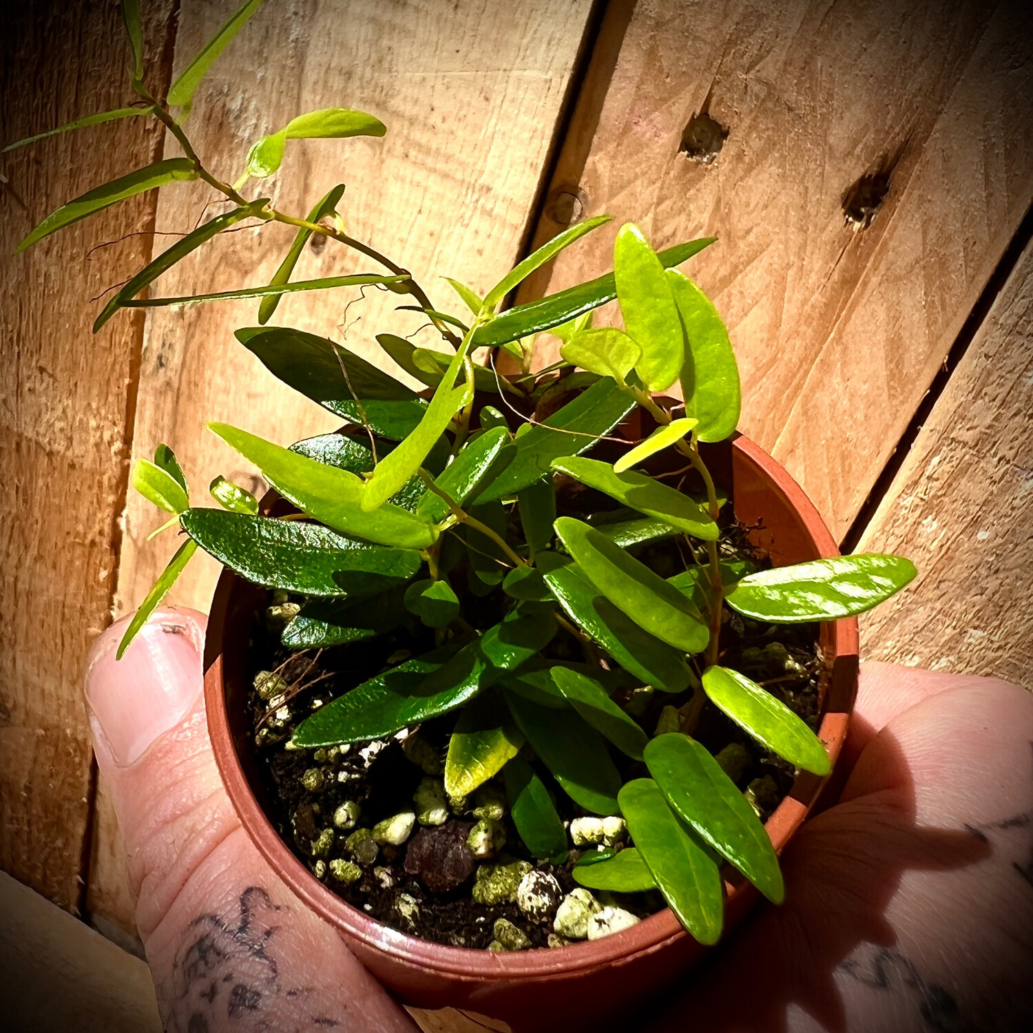 Panamanian Creeping Fig (ficus punctata)