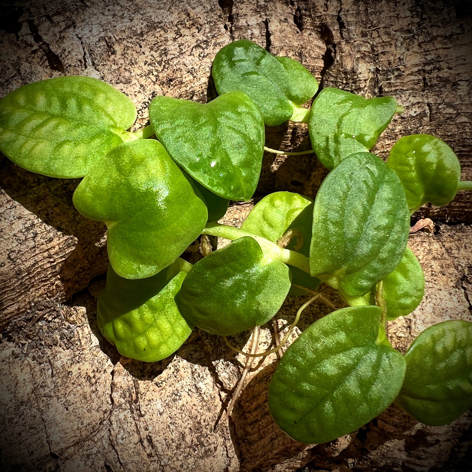 Rhaphidophora celatoocaulis